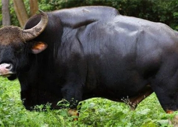 largest and tallest bovine in terms of wild cattle species 123343