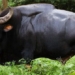 largest and tallest bovine in terms of wild cattle species 123343