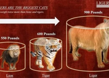 largest cat species in the world is the size of a tiger 123238