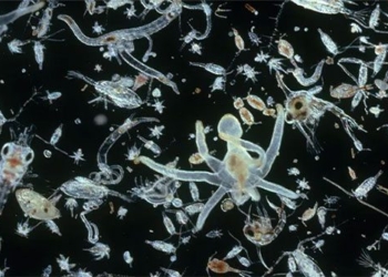 largest co2 storage organism on earth 118836