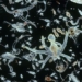 largest co2 storage organism on earth 118836