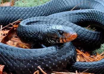 largest snake species in north america makes a comeback after a century