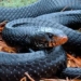 largest snake species in north america makes a comeback after a century