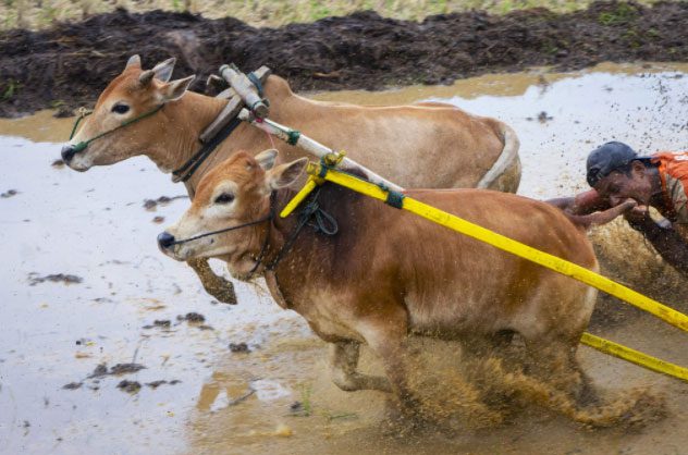 Bull Racing Festival