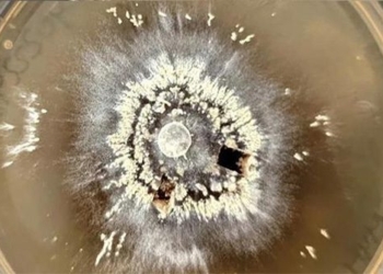 life forms reborn in the abyss of earth 120301