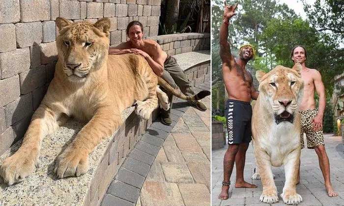 The history of breeding between lions and tigers dates back at least to the early 19th century in India.