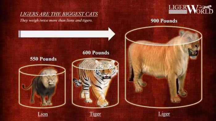 According to veterinary experts, ligers are hybrids of male lions and female tigers.