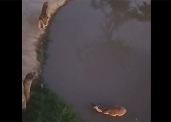 like a safe thing under water the impala is still caught by the lion 118873