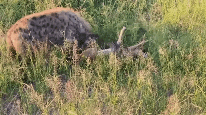 Hyena accidentally "rescues" impala from deadly python.