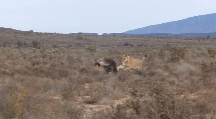 After a while of watching, the lioness lunged, causing the brown hyena to hurriedly flee.