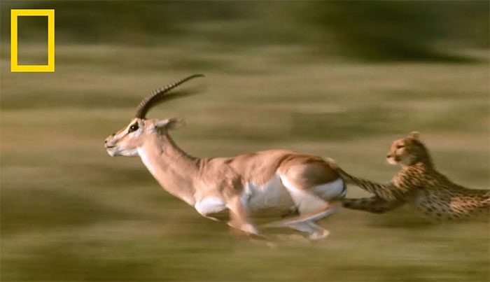 With speed, the cheetah quickly caught up and grabbed the gazelle's leg