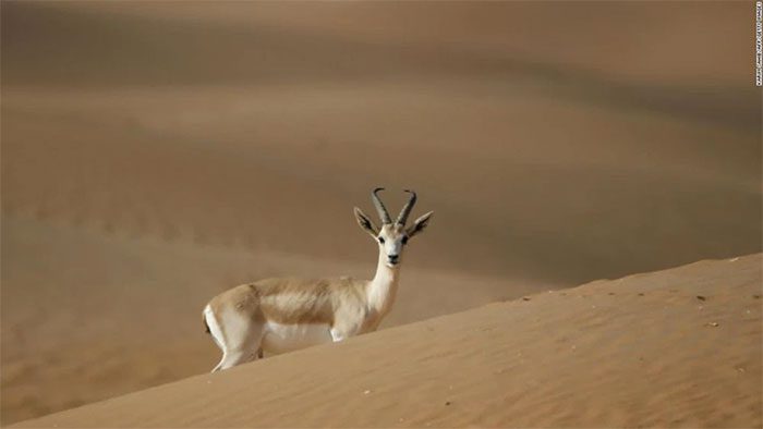 Arabian Oryx