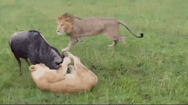 Wildebeest vs Lions