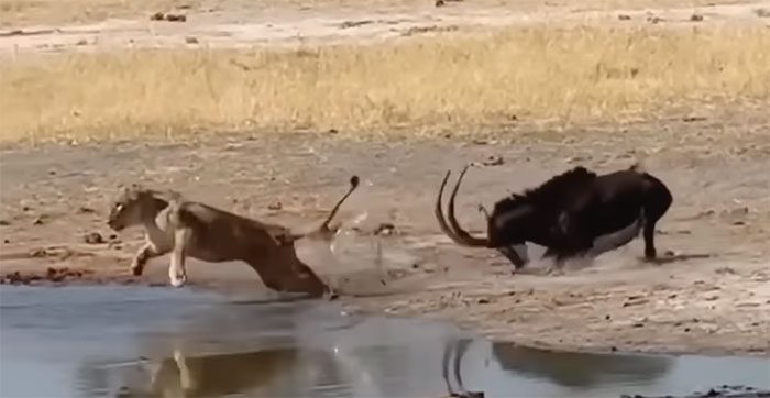 After a struggle, the lion, overwhelmed by pain, released its grip on the prey