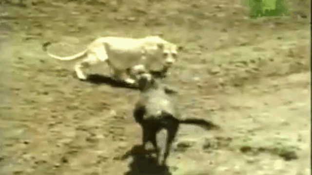 As the prey approaches, the lion swiftly strikes at the wildebeest's neck.