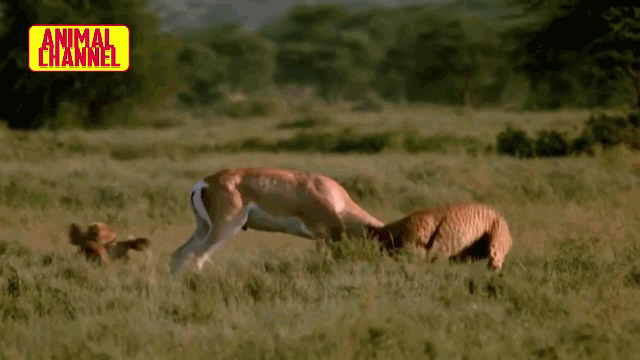 The cheetah, pushed back over a meter, painfully releases its prey.