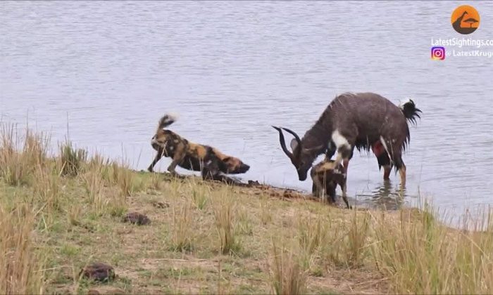 Nyala antelope jumps into water to escape wild dogs