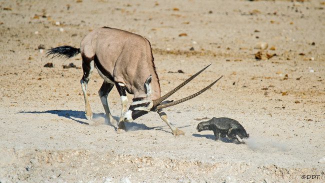 Honey badger shows no weakness against the African antelope