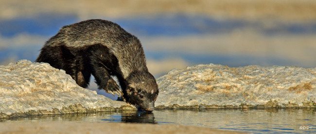 After chasing off the antelope, the honey badger leisurely drinks water.