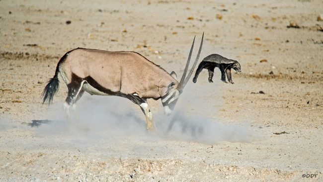 Honey badger pays the price for challenging an enemy many times larger.