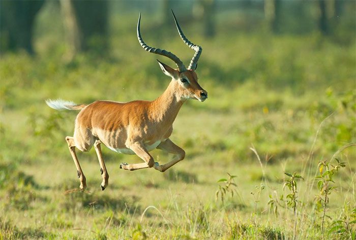 Upon hearing a lion's roar, the Impala antelope immediately flees.