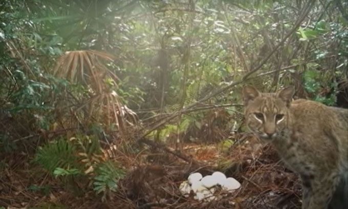 Bobcat raiding a python nest.