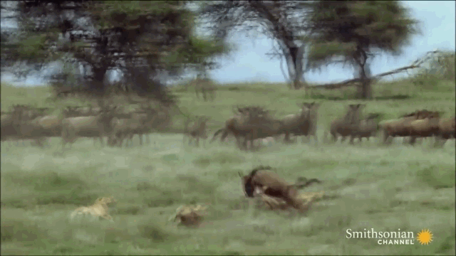 Cheetah attacks directly into the herd of young wildebeests, isolating an immature one.