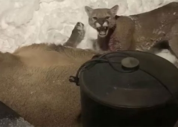 lion attack on deer in front of house 118808