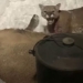 lion attack on deer in front of house 118808