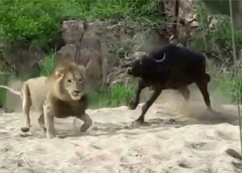 lion attack vietnamese buffalo on the day of registration 118494