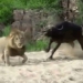 lion attack vietnamese buffalo on the day of registration 118494