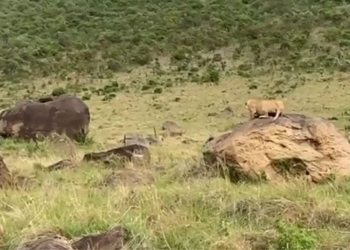 lion attacks mother to kill child and shocking ending 117986