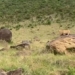 lion attacks mother to kill child and shocking ending 117986