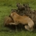 lion being ambushed and the wall being pulled down at minute 121001