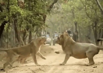 lion caught in the legs of the constantly attacking eagle 121962