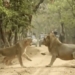 lion caught in the legs of the constantly attacking eagle 121962