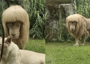 lion draws attention due to strange hairstyle 120861