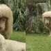 lion draws attention due to strange hairstyle 120861