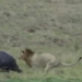 lion duc bay people ha guc ha ma chi bang mot cu can 118343