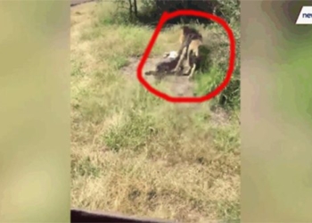 lion falls on man on ground and ending that shocks everyone 119584