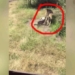 lion falls on man on ground and ending that shocks everyone 119584
