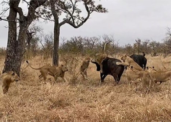 lion fighting with wild buffalo unexpectedly gets hit by black lightning strikes golden into the sky 118137