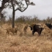 lion fighting with wild buffalo unexpectedly gets hit by black lightning strikes golden into the sky 118137
