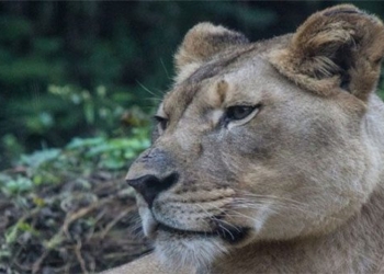 lion kills friend on first meeting 121968