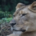 lion kills friend on first meeting 121968