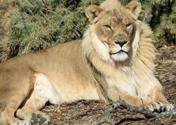 lion naturally grows a bomb after the german lion also dies 123941