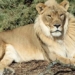 lion naturally grows a bomb after the german lion also dies 123941
