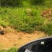 lion rehabilitation kick spirit sleeping sorrowful for child new face 118888