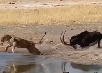 lion shoulder sand shoulder when encountering this animal 123465