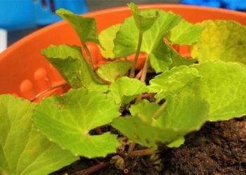 list of tropical plants that effectively clean soil including water spinach and sweet potato 119993